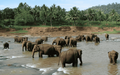 Srilanka (6 Nights / 7 Days)
