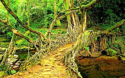 Assam Meghalaya (4 Nights / 5 Days)